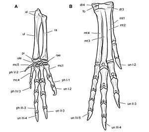 Archivo:Heterodontosaurus limbs