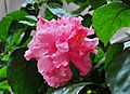 Hibiscus Double-flowered cultivars, Burdwan, West Bengal, India.jpg