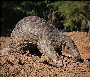 Archivo:Indian pangolin (Manis crassicaudata) - oo 246940 (cropped to A)