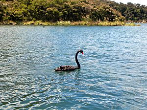 Archivo:Lake Rotomahana black swan