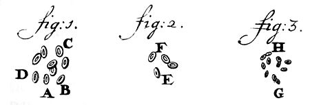 Archivo:Leeuwenhoek1719RedBloodCells