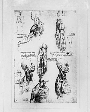 Archivo:Leonardo Anatomical Studies