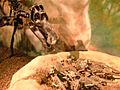 Maiasaurusnest