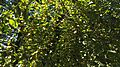 Malus spectabilis (aranyalma)