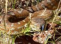 Morelia bredli2 - Christopher Watson