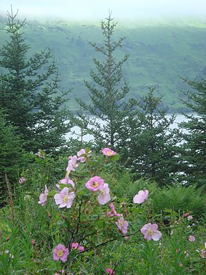 Archivo:Mountain roses on Raspberry Island-vertical