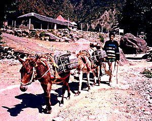 Archivo:Mules carrying slate. Dharamsala