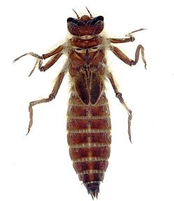 Neopetalia punctata larva (1).jpg