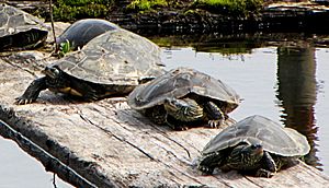 Archivo:Northern Map Turtles