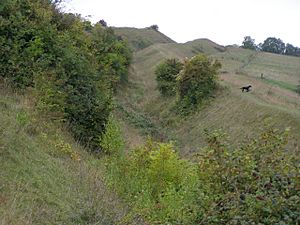 Archivo:Northern side of the hillfort on Hod Hill - geograph.org.uk - 242753