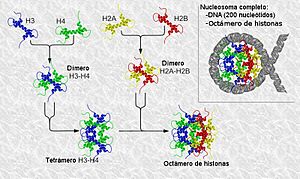 Archivo:Nucleosome structure-es