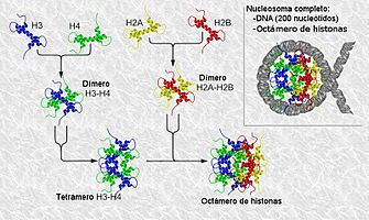 Archivo:Nucleosome structure-es