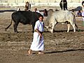 Oman bullfighting (5)