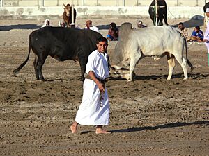 Archivo:Oman bullfighting (5)
