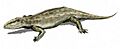 Ophiacodon BW
