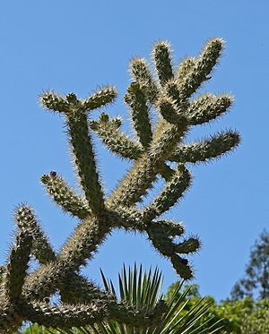 Archivo:Opuntia munzii 2