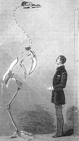 Archivo:PSM V21 D483 Skeleton of a gastornis eduardsii