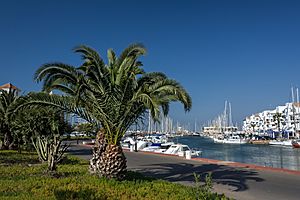 Archivo:Palm in the harbour at Almerimar (13868632513)