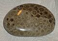 Petoskey stone Hexagonaria percarinata 2