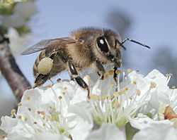 Archivo:Plumpollen0060