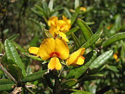 Podolobium alpestre.jpg