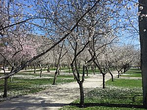 Archivo:Prunus dulcis Retiro