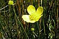 Ranunculus acriformis aestivalis