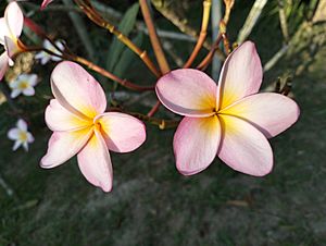 Archivo:Red frangipani by SE
