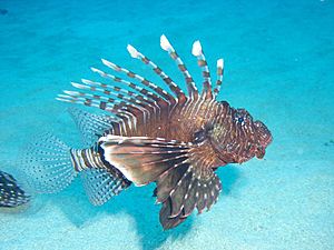 Archivo:Red lionfish, Mauritius