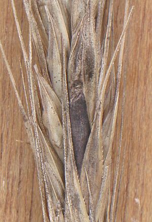 Archivo:Rogge moederkoren Claviceps purpurea on Secale cereale