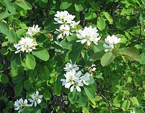 Archivo:Saskatoonberry flowering