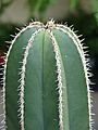 Starr-070906-8773-Pachycereus marginatus-top and thorns-Kula Ace Hardware and Nursery-Maui (24265102733)