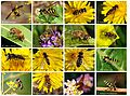 Syrphidae poster