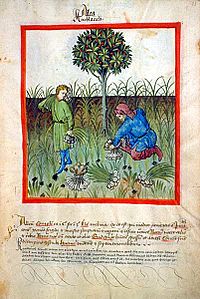 Archivo:Tacuinum sanitatis-garlic