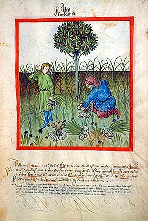 Archivo:Tacuinum sanitatis-garlic