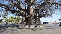 Archivo:The baobab, Mahajanga
