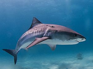 Archivo:Tiger shark