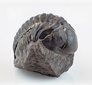 Archivo:Trilobites (Austerops speculator), Jebel Oufatene, Marruecos, 2021-01-18, DD 137-195 FS
