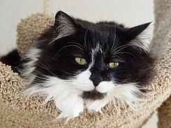 Tuxedo longhair cat - Spanky.jpg