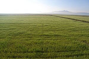 Archivo:Valle de Tizyuca, Hidalgo, Mexico (2)