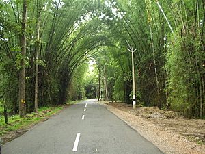 Archivo:Waynad Bamboo Road