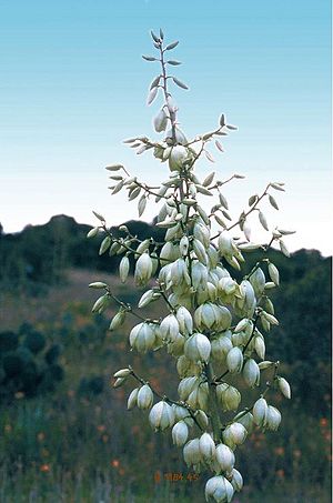 Archivo:Yucca coahuilensis fh 1184.45 TX BC