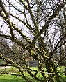 Zanthoxylum simulans close