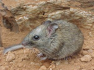 Archivo:Zyzomys pedunculatus