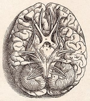 Archivo:1543, Andreas Vesalius' Fabrica, Base Of The Brain