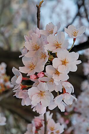 Archivo:2007 Sakura of Fukushima-e 007 rotated