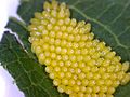 2012-06-27 Aporia crataegi eggs Malus domestica