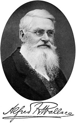 Archivo:Alfred Russel Wallace - Project Gutenberg eText 14558