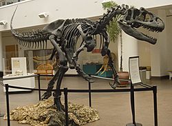 Allosaurus SDNHM.jpg