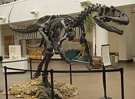 Archivo:Allosaurus SDNHM